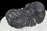 Bargain, Austerops Trilobite - Ofaten, Morocco #105993-5